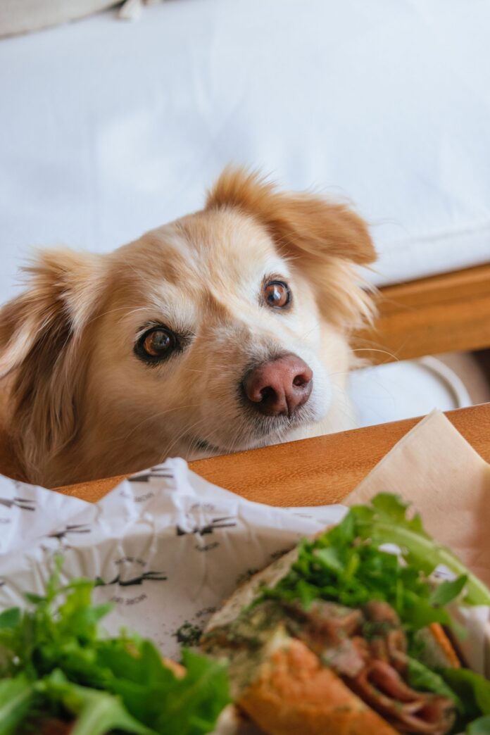 Dog looking at food on a table.