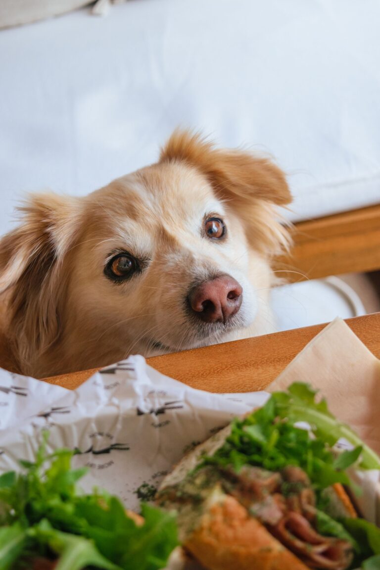 Dog looking at food on a table.