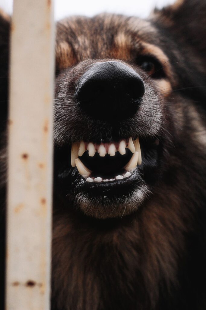 Dog baring its teeth behind a fence.