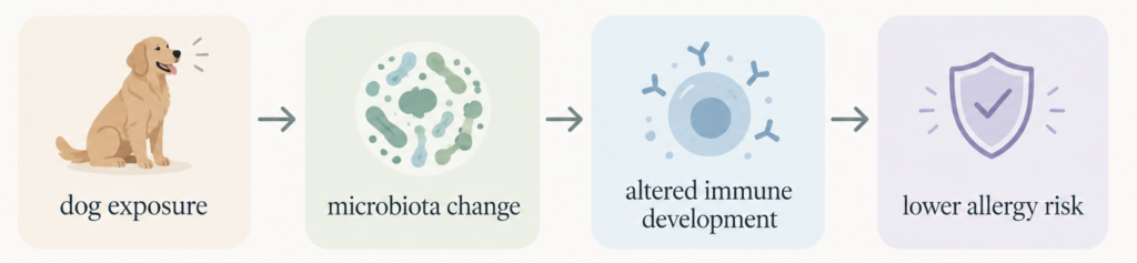 Diagram showing a proposed pathway from dog exposure to microbiota changes, altered immune development, and lower allergy risk