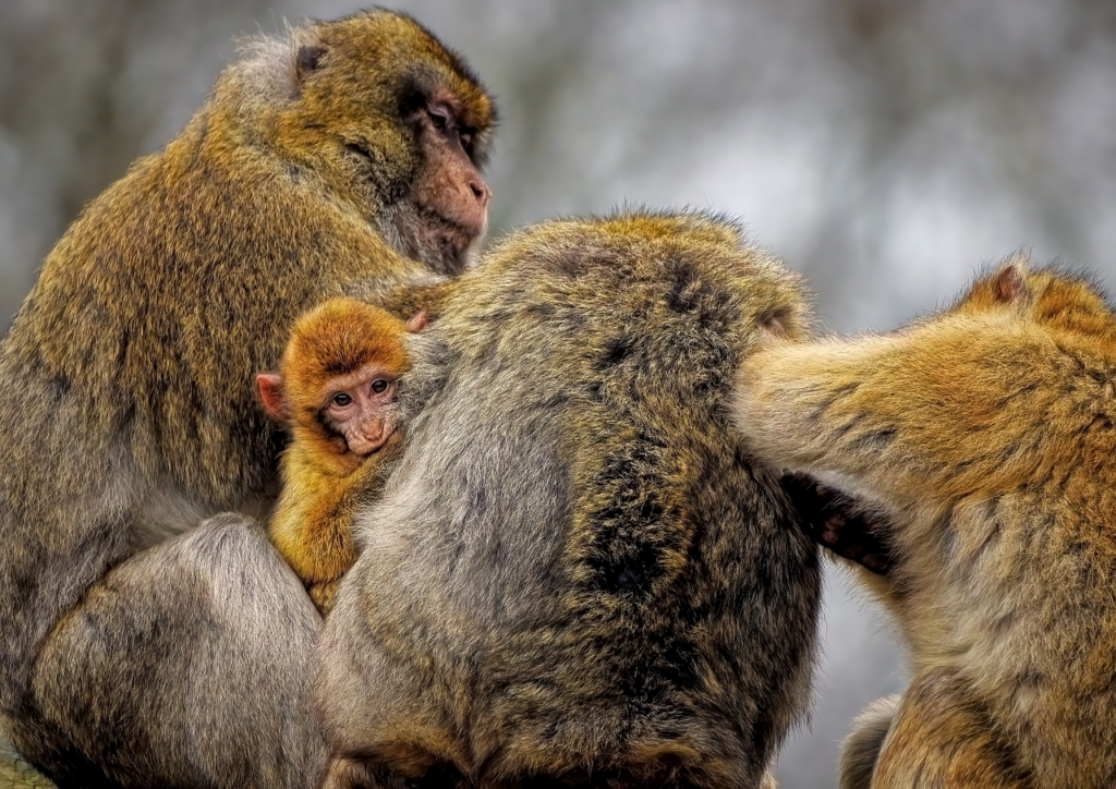 Young Barbary macaque sitting among a group of adult macaques.