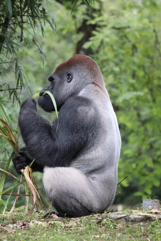 Gorilla sitting among vegetation and eating a plant stem.