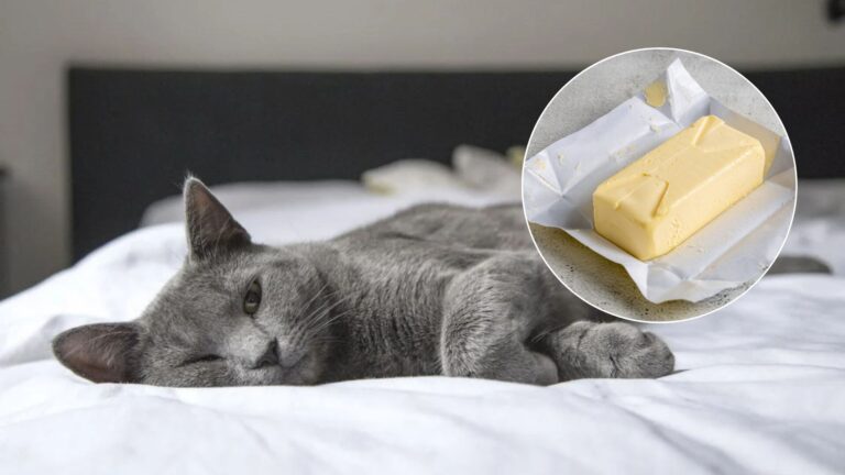 Can Cats Eat Butter? What Every Cat Parent Should Know