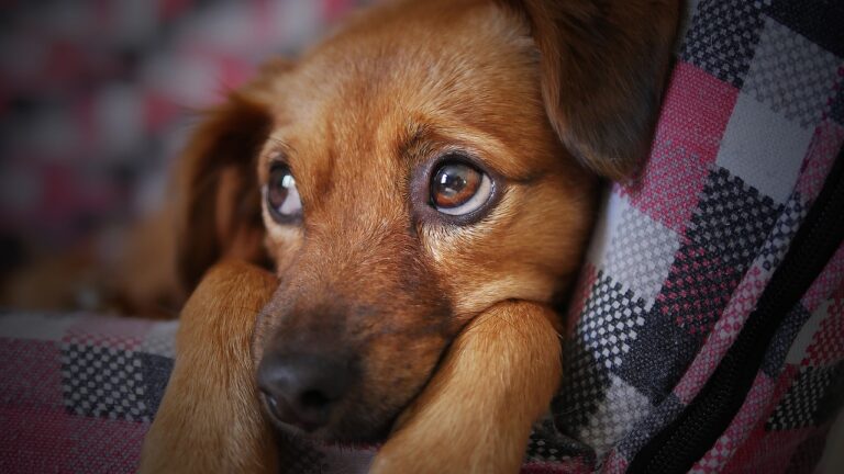Dog Separation Anxiety: A Complete Guide