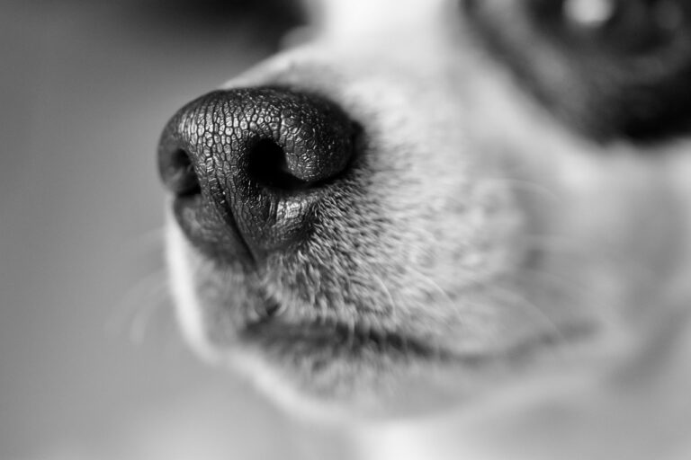 Your Dog’s Super-Powered Nose: A World of Scents We Can’t Imagine