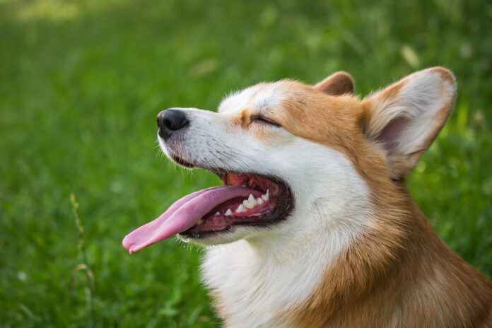 Happy dog with beautiful teeth