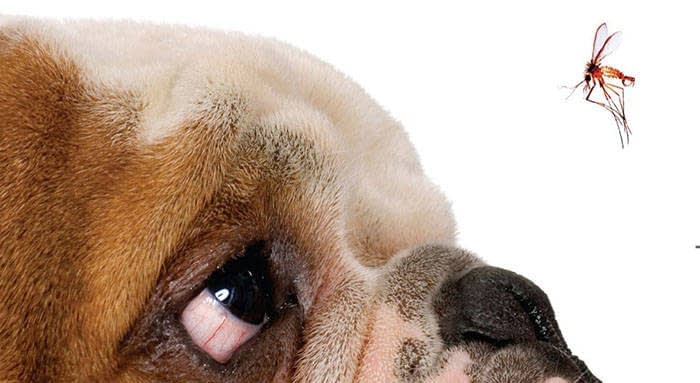 Canine Leishmaniasis: A Complete Guide to This Serious Disease