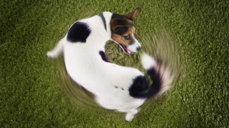 Why Do Dogs Chase Their Tails? When Fun Becomes a Problem