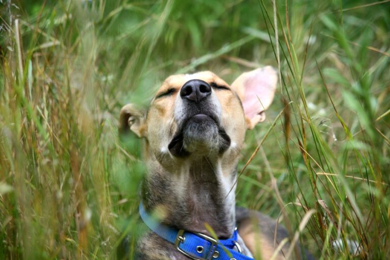 What Smells Attract Dogs to Urinate? Discover the Reasons Behind Your Dog’s Bathroom Choices