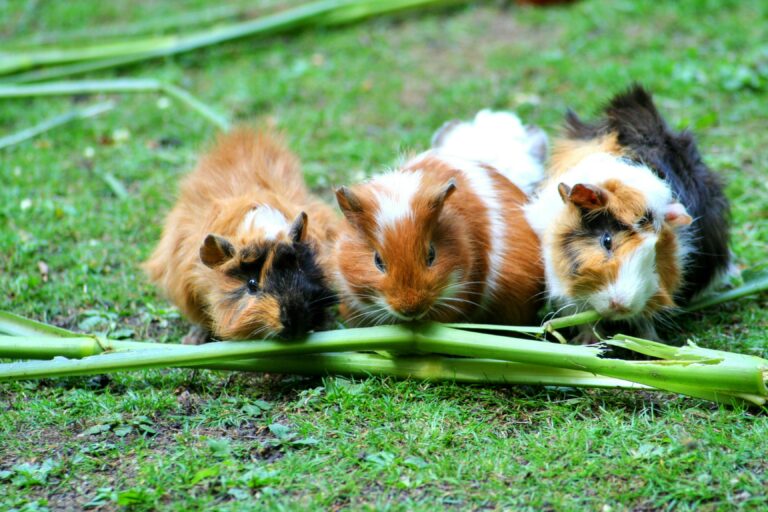 Are Guinea Pigs Social Animals? Why They Should Never Live Alone