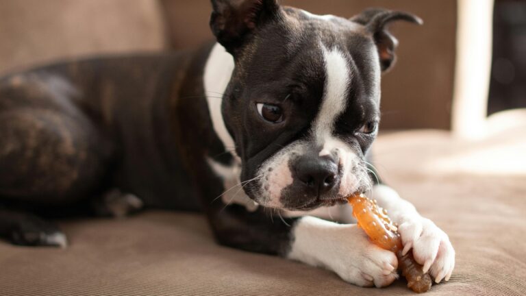 Puppy Teething: A Complete Guide to Survival