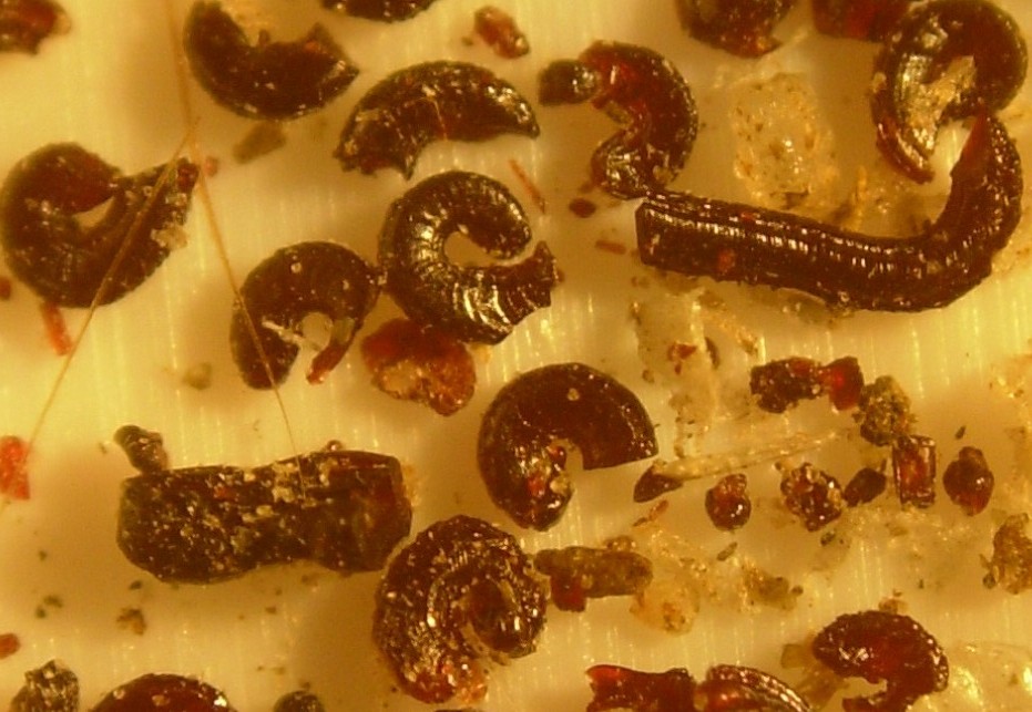 Magnified close-up of cat flea droppings, also known as flea dirt.