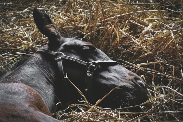 Brown horse lying down on a bed of hay.
