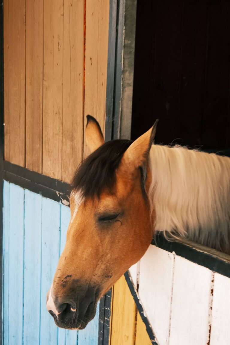 Brown horse resting with its eyes closed inside a stable.