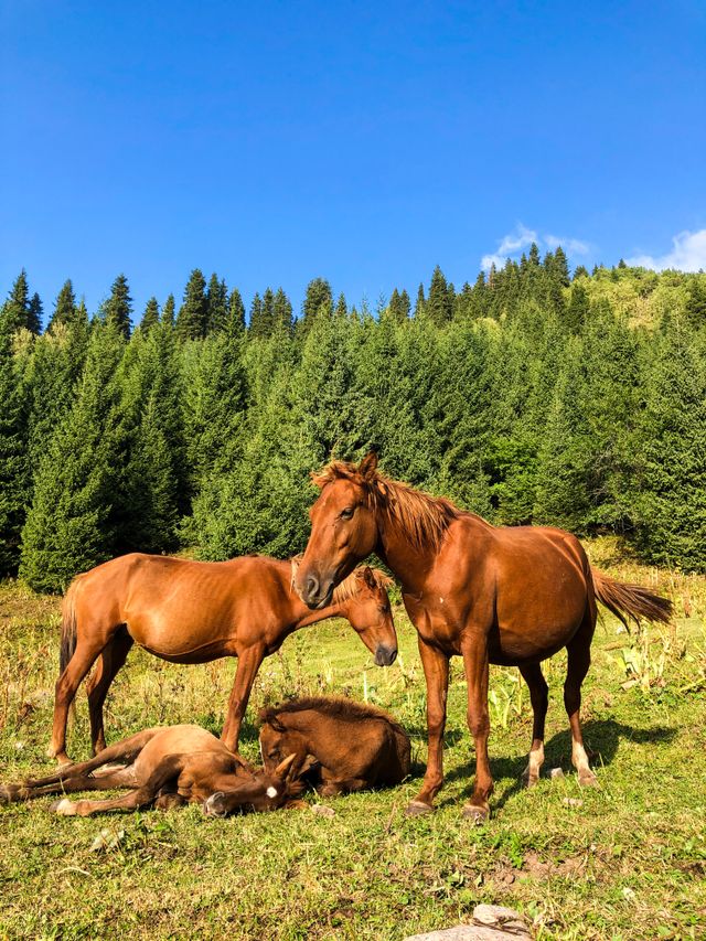 Brown horses grazing and resting in a green pasture near a wooded area.