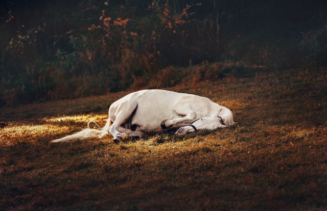 White horse lying on the grass in a sunlit meadow.