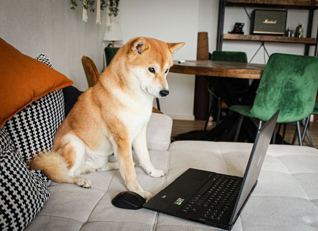 Brown Akita Inu sitting on a sofa and looking at a laptop.