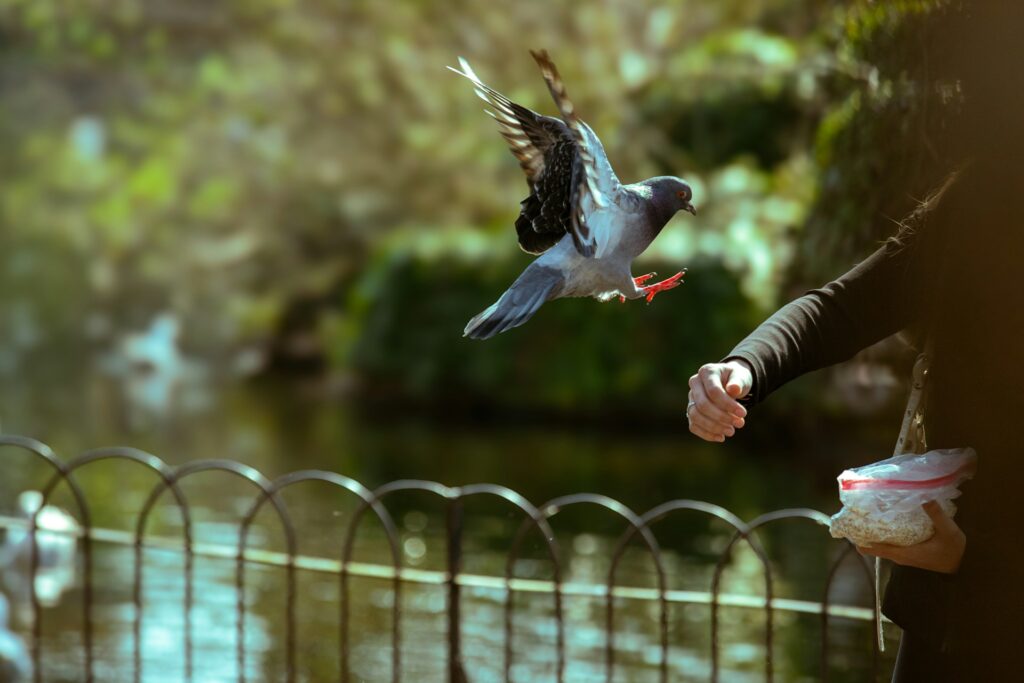 Gray pigeon flying near a person's outstretched hand beside a park railing.