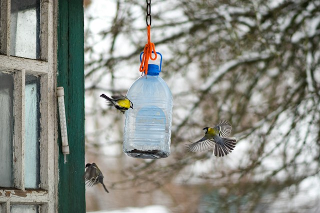Small yellow-and-black bird flying toward a feeder made from a hanging plastic bottle.