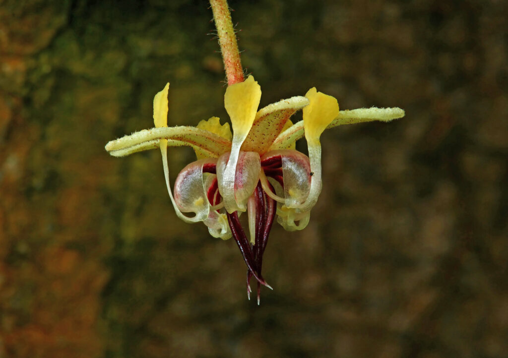 Close-up of a cacao flower showing its small, complex reproductive structures.