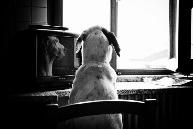 Dog sitting in a chair facing a television.