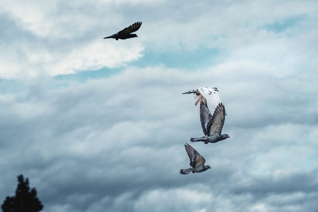 Several birds flying beneath a cloudy sky, including gray and white birds with wings spread.