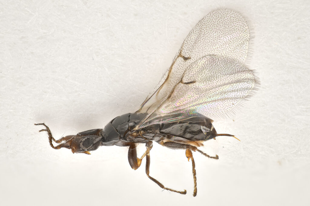 Magnified side view of an adult female fig wasp with transparent wings.