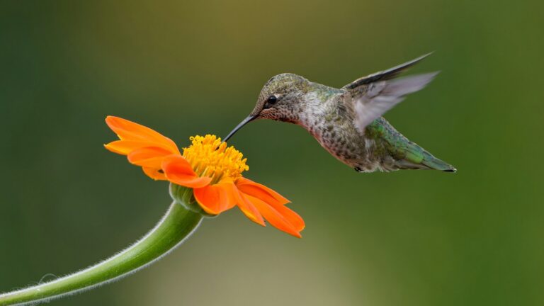 Hummingbird feeding from an orange flower.