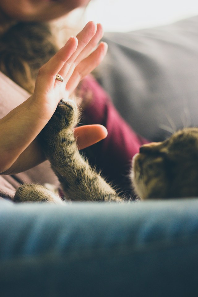 Tabby cat touching a person's hand with its paw.