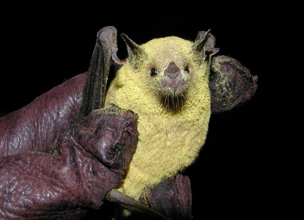 Lesser long-nosed bat covered in yellow pollen while being held in a gloved hand.