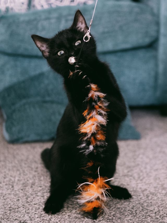 Black kitten playing with a colorful feather toy indoors.