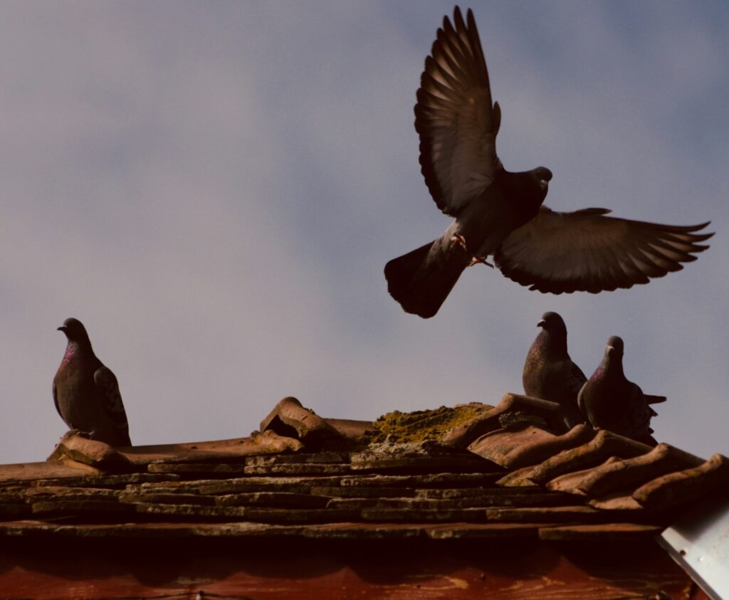 Three pigeons perched on a red-tiled roof while another pigeon flies overhead.