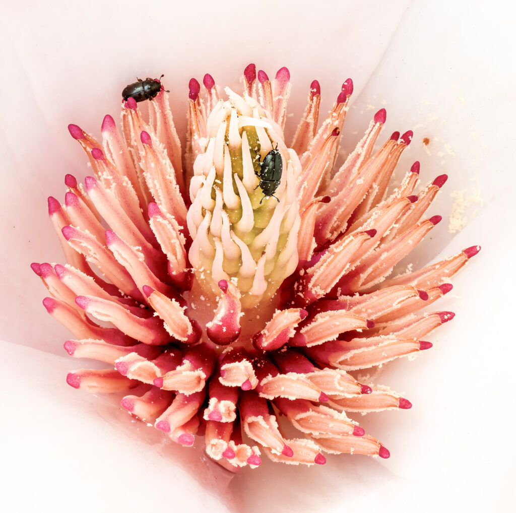 Two small pollen beetles among the stamens of a magnolia flower.