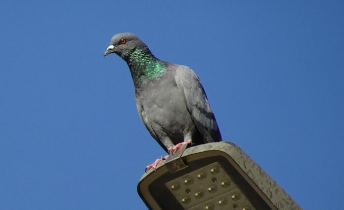Rock pigeon perched on top of a streetlight against a blue sky.