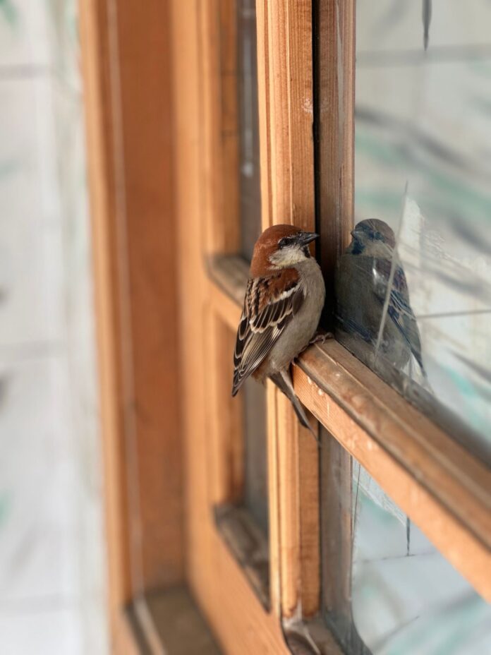 House sparrow perched on a wooden window frame beside its reflection in the glass.
