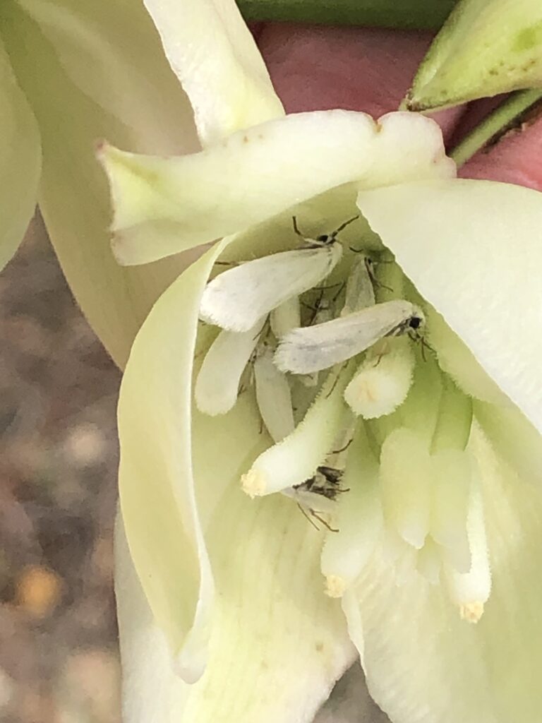 Several pale yucca moths inside a cream-colored yucca flower.